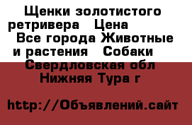 Щенки золотистого ретривера › Цена ­ 15 000 - Все города Животные и растения » Собаки   . Свердловская обл.,Нижняя Тура г.